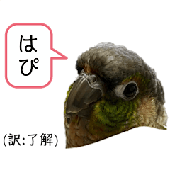 [LINEスタンプ] 我が家のウロコインコはぴちゃん