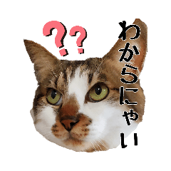 [LINEスタンプ] キジシロ猫サスケⅦ