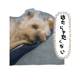 [LINEスタンプ] とあるおウチのAとP