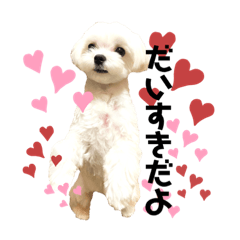 [LINEスタンプ] マルチーズ子犬のこはるさん①