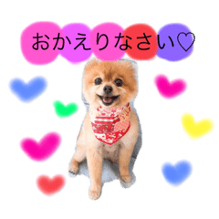 [LINEスタンプ] ポメラニアンりんたんのカラフルな日常