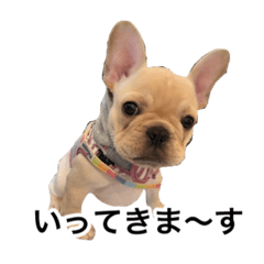 [LINEスタンプ] フレンチブルドッグのまさこちゃん ②