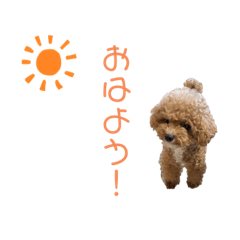 [LINEスタンプ] トイプードル「コタロウ」基本挨拶スタンプ