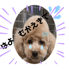[LINEスタンプ] Sakuraと仲間たち