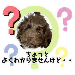 [LINEスタンプ] Australian Labradoodle Lutzの日常4