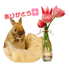 [LINEスタンプ] うさぎのおもち＊