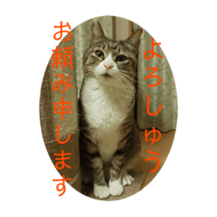 [LINEスタンプ] 犬猫三昧⑥