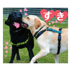 [LINEスタンプ] ラブラドール·レトリバー兄弟遊戯·ラブ翼