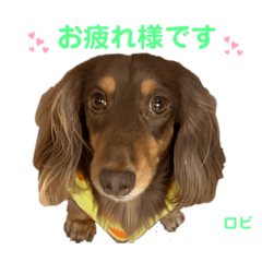 [LINEスタンプ] ロビたんスタンプ パートふぉ〜