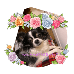 [LINEスタンプ] チワワの小梅さんと幸太さん