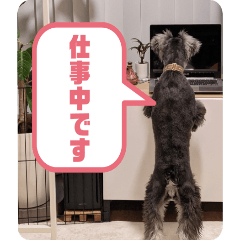 [LINEスタンプ] ミニシュナのジルちゃん