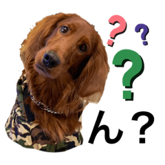 [LINEスタンプ] アイリッシュセターのノアくん