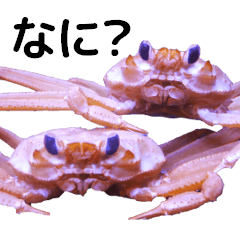 [LINEスタンプ] 甲殻類 かわいいカニとエビ