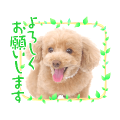 [LINEスタンプ] moco ！！！！！