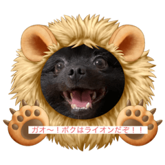 [LINEスタンプ] レオ＆タオと時々ゆず。