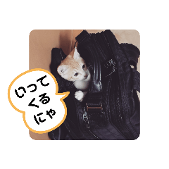 [LINEスタンプ] アーユルキャット7
