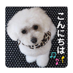 [LINEスタンプ] トイプーのレディ