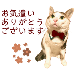 [LINEスタンプ] JWにゃんこのティトくん