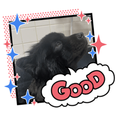[LINEスタンプ] チャウチャウ くーちゃん むーちゃん