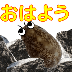 [LINEスタンプ] 海の生き物 タカラガイ