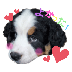 [LINEスタンプ] Rくん（バーニーズ・オッドアイ）2カ月