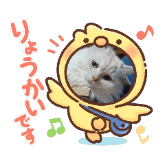 [LINEスタンプ] わが家のスコタンとマフィン(返事編)