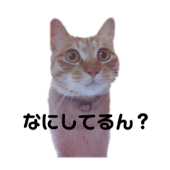 [LINEスタンプ] わが家のトラ