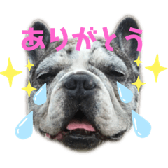 [LINEスタンプ] タラコであります。