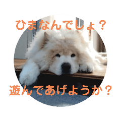 [LINEスタンプ] チャウチャウたんこのスタンプbyにょぽ家