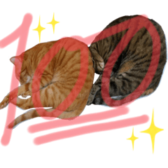 [LINEスタンプ] Johnny ＆ Chocola ❺