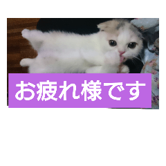 [LINEスタンプ] スコタンからの挨拶