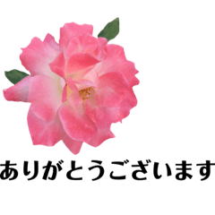 [LINEスタンプ] yasuおばさんの薔薇言葉R3