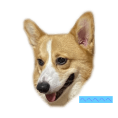 [LINEスタンプ] ・コーギームン君