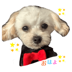 [LINEスタンプ] マルプー♡挨拶編