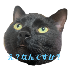 [LINEスタンプ] くろねこのももさん