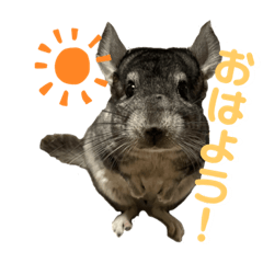 [LINEスタンプ] チンチラのおはぎくん