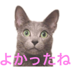 [LINEスタンプ] 猫 ロシアンブルーMAO2の画像（メイン）