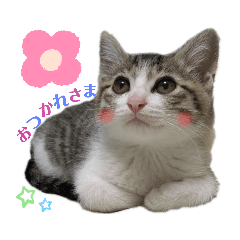 [LINEスタンプ] にゃんず（るーちゃん・エルサ・ロジャー）