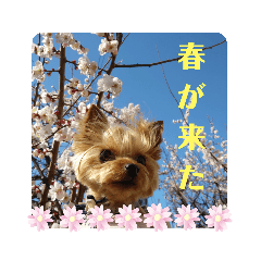 [LINEスタンプ] 蓮杏スタンプ～我が家の愛犬～