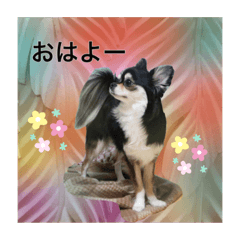 [LINEスタンプ] ワンちゃんとネコちゃんの写真スタンプ(2)
