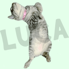 [LINEスタンプ] サバトラねこ、ルカの気持ち
