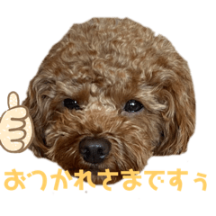 [LINEスタンプ] トイプードルチョコ君専用♡