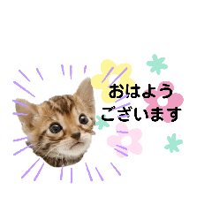[LINEスタンプ] ベンガル子猫