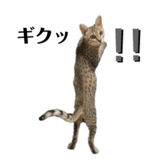 [LINEスタンプ] エジプシャンマウのにぼしさん