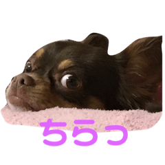 [LINEスタンプ] ちわわのれおちゃん