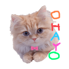 [LINEスタンプ] らいくんほのぼのスタンプ