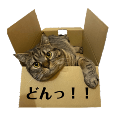 [LINEスタンプ] くー太郎第4弾！2021