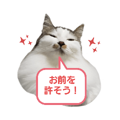 [LINEスタンプ] えんこま6+眞白ちゃん