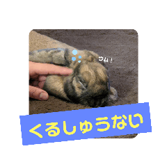 [LINEスタンプ] Pちゃんstamps
