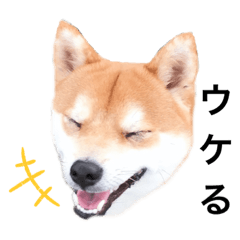 [LINEスタンプ] 豆柴たろ 日常スタンプ